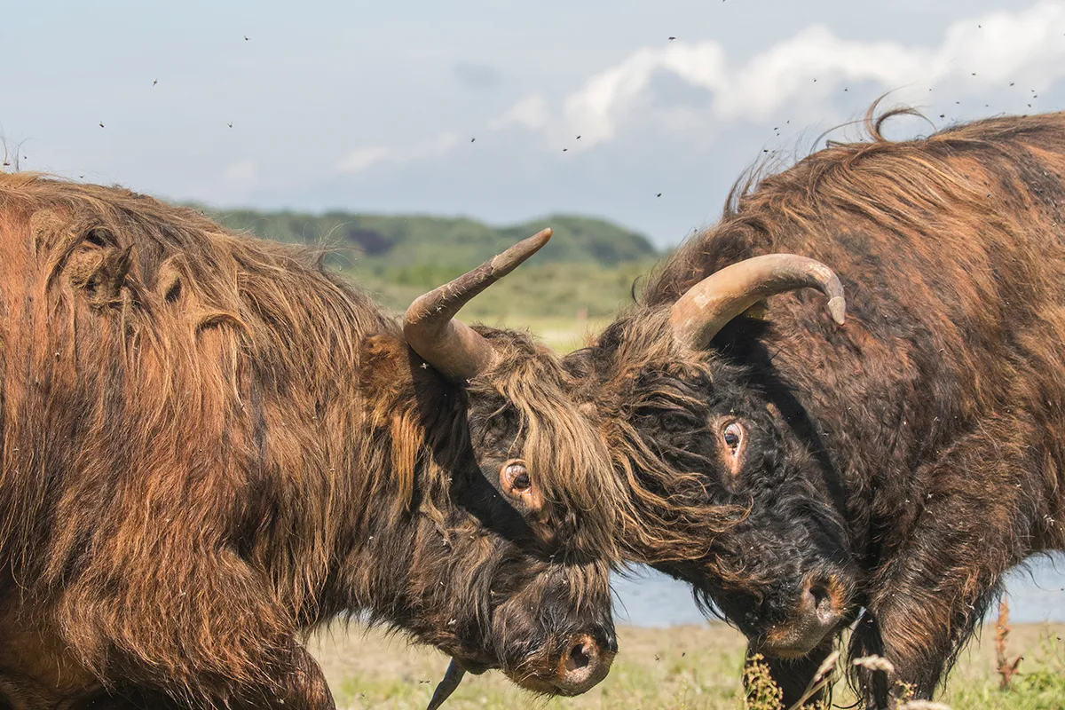 Anne Zwagers Nature Photography - AZ works