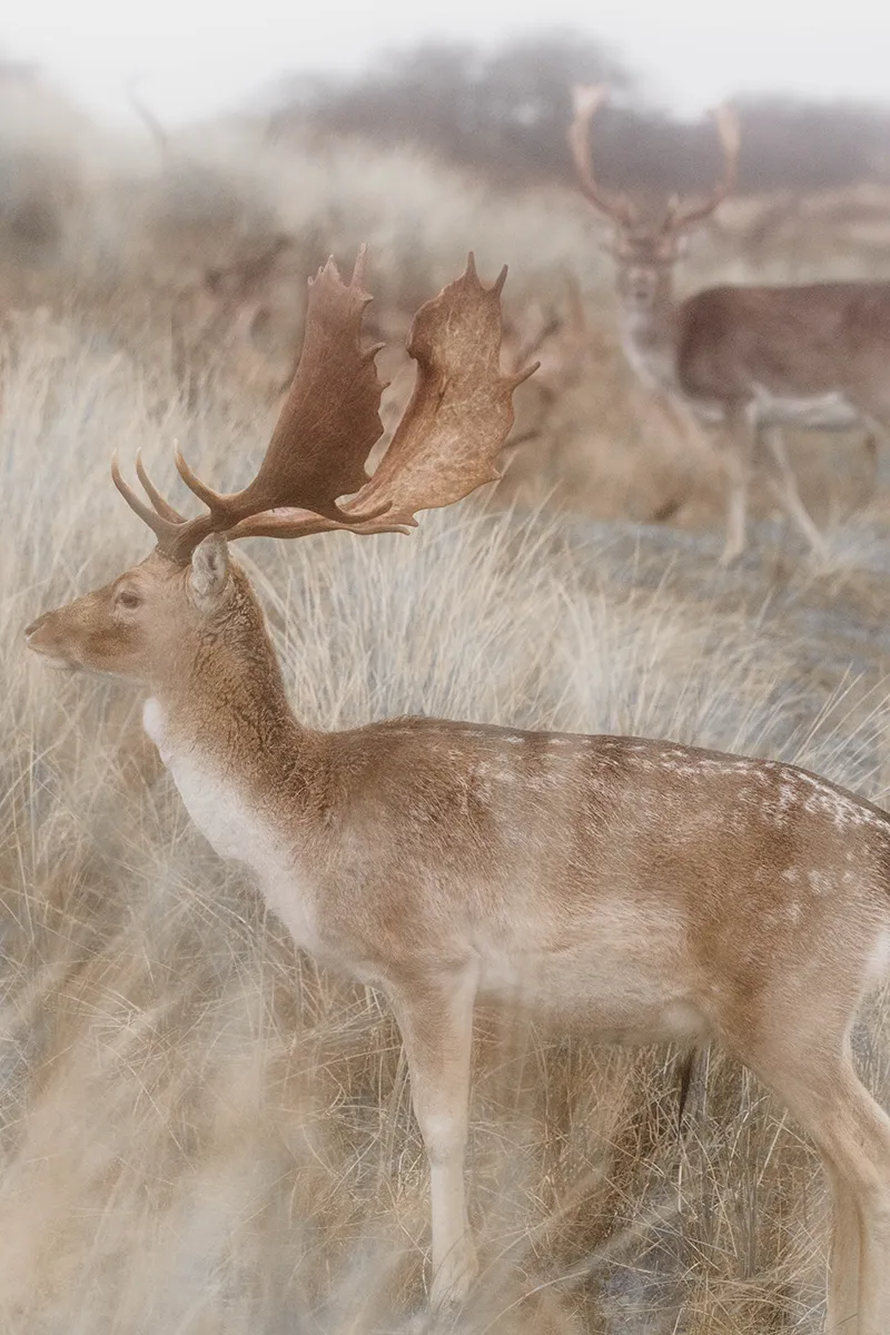 Anne Zwagers Nature Photography - AZ works