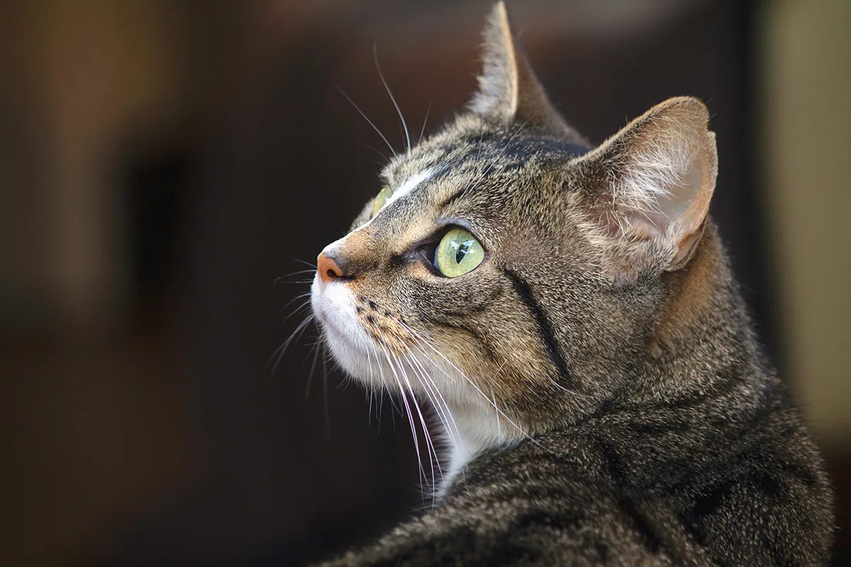 Anne Zwagers Nature Photography - AZ works