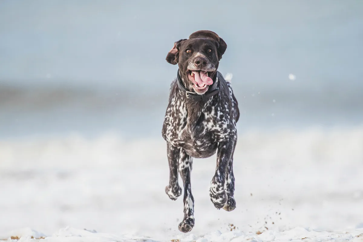 Anne Zwagers Nature Photography - AZ works