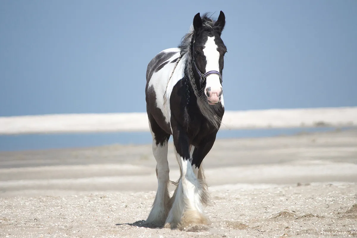 Anne Zwagers Nature Photography - AZ works