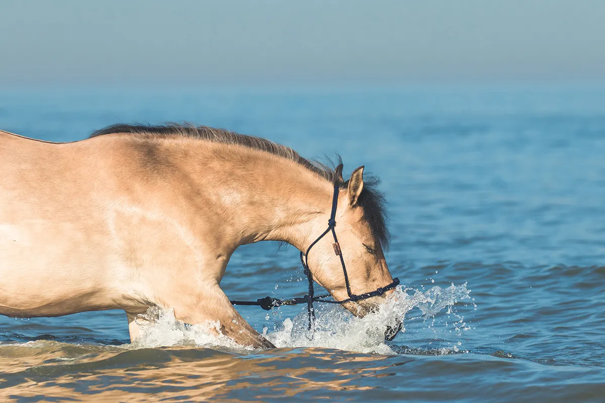 Anne Zwagers Nature Photography - AZ works
