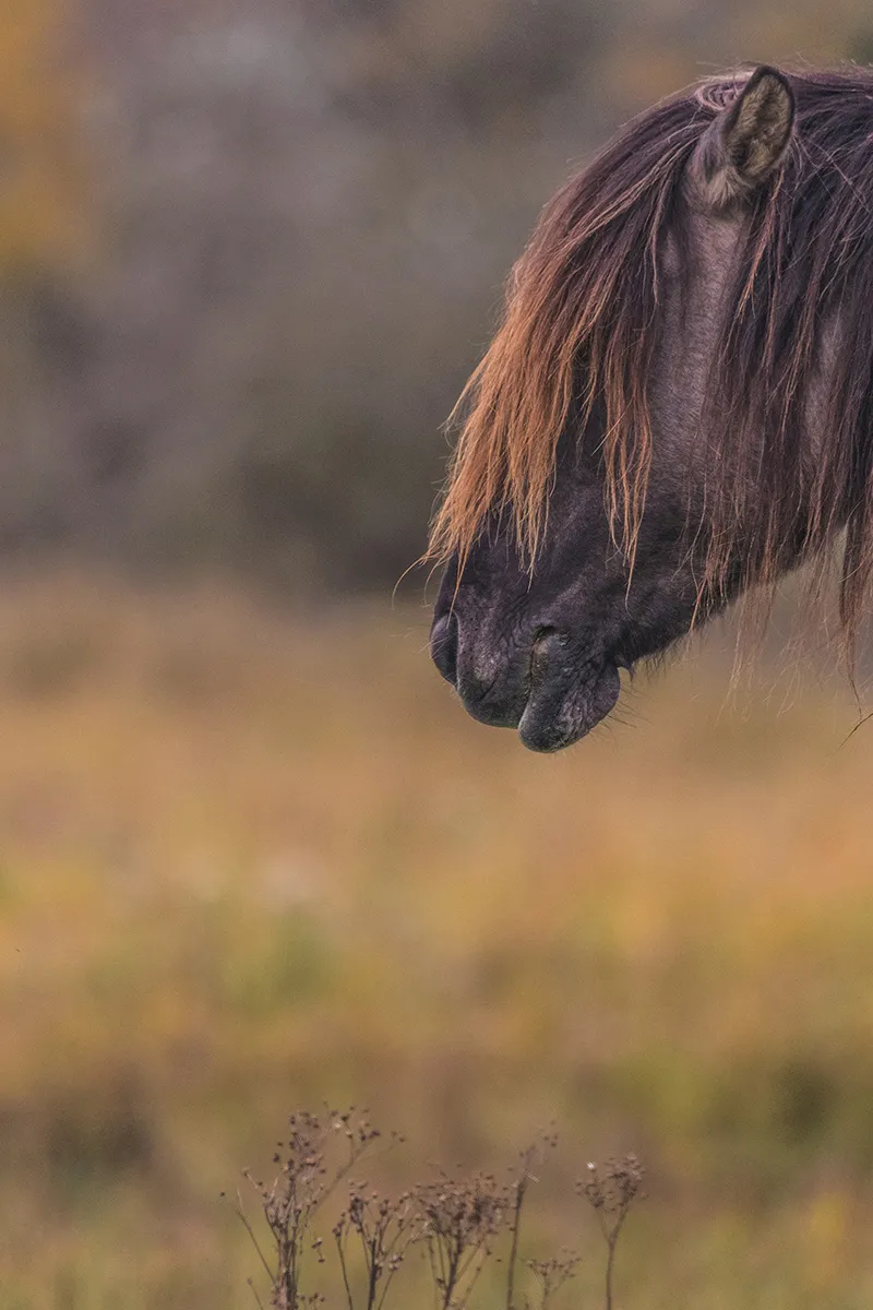 Anne Zwagers Nature Photography - AZ works