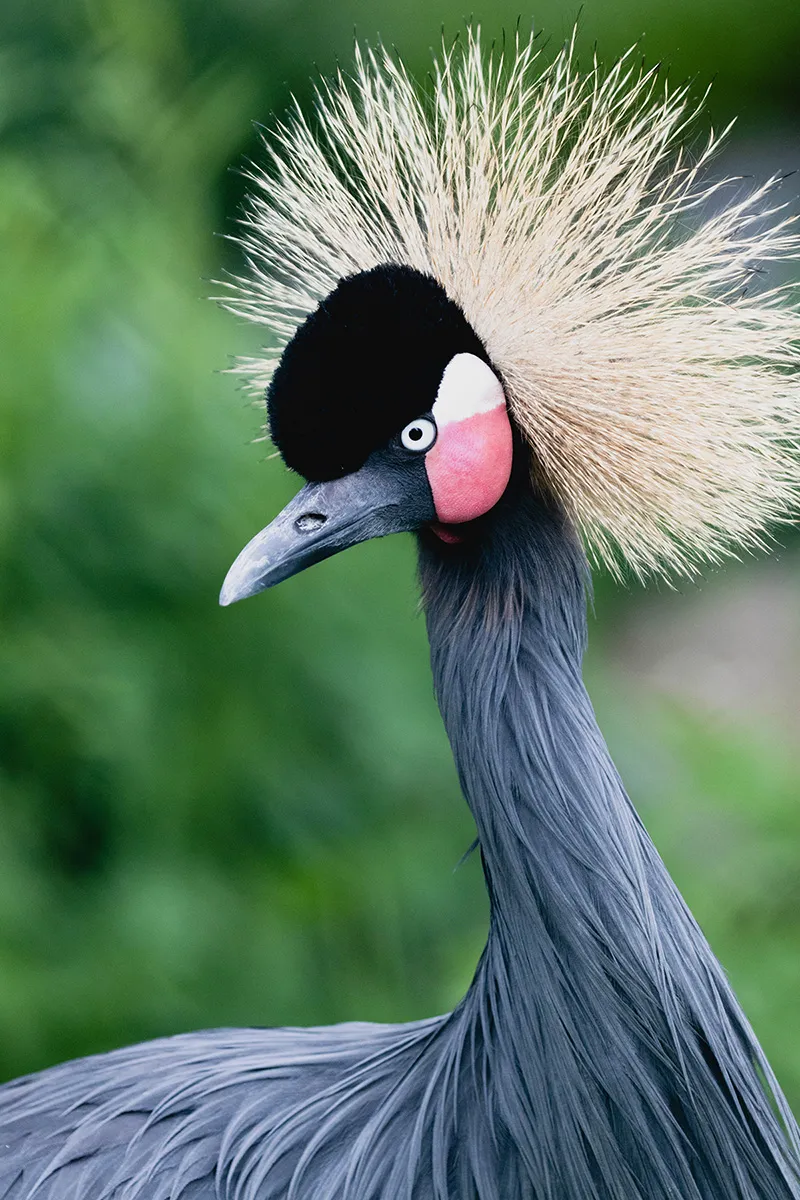 Anne Zwagers Nature Photography - AZ works