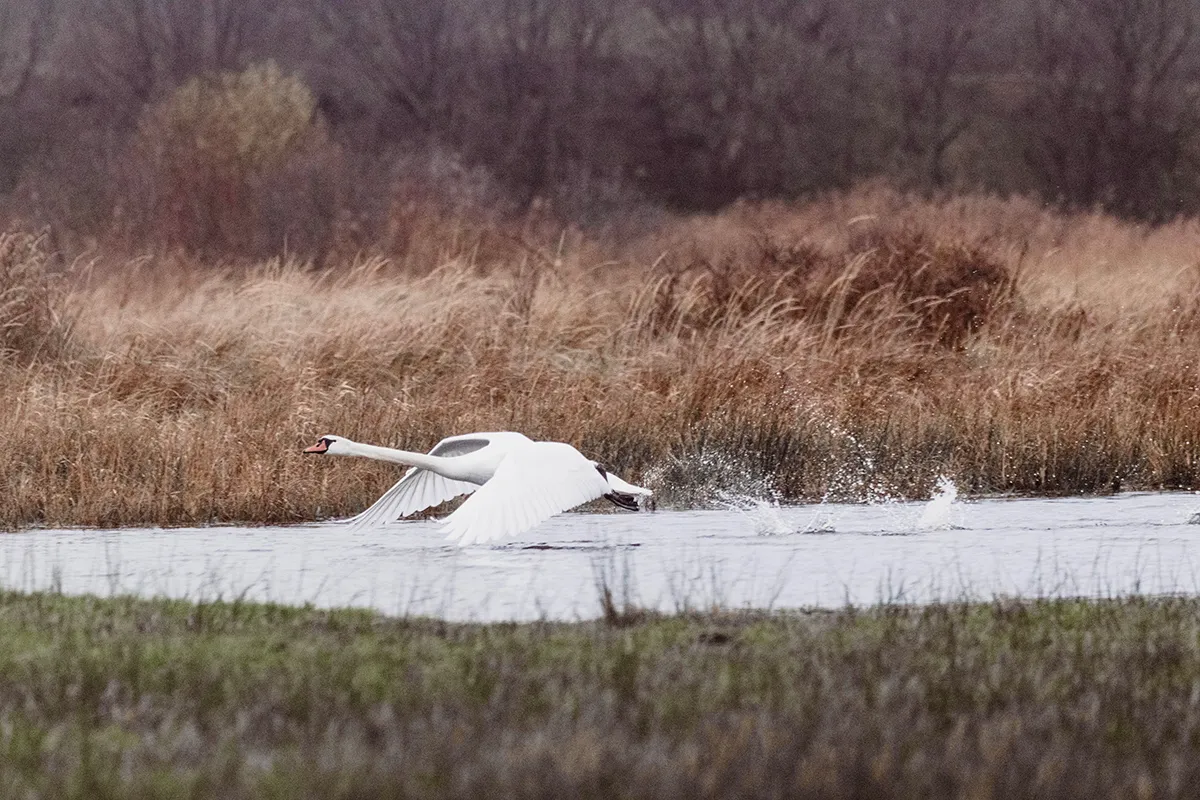 Anne Zwagers Nature Photography - AZ works