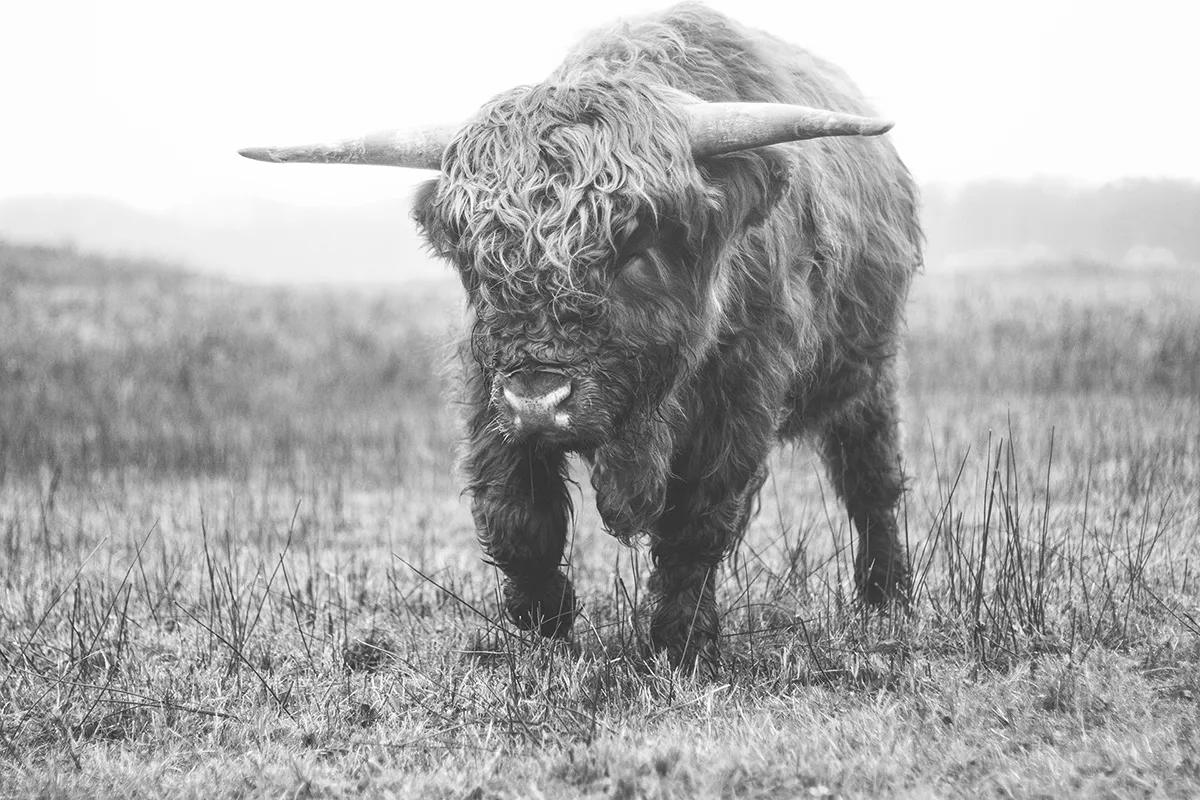 Anne Zwagers Nature Photography - AZ works