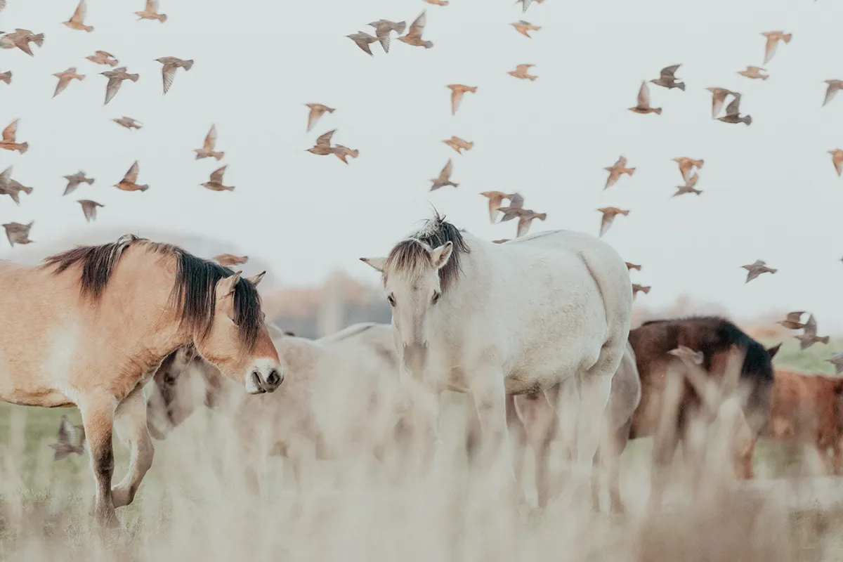 Anne Zwagers Nature Photography - AZ works