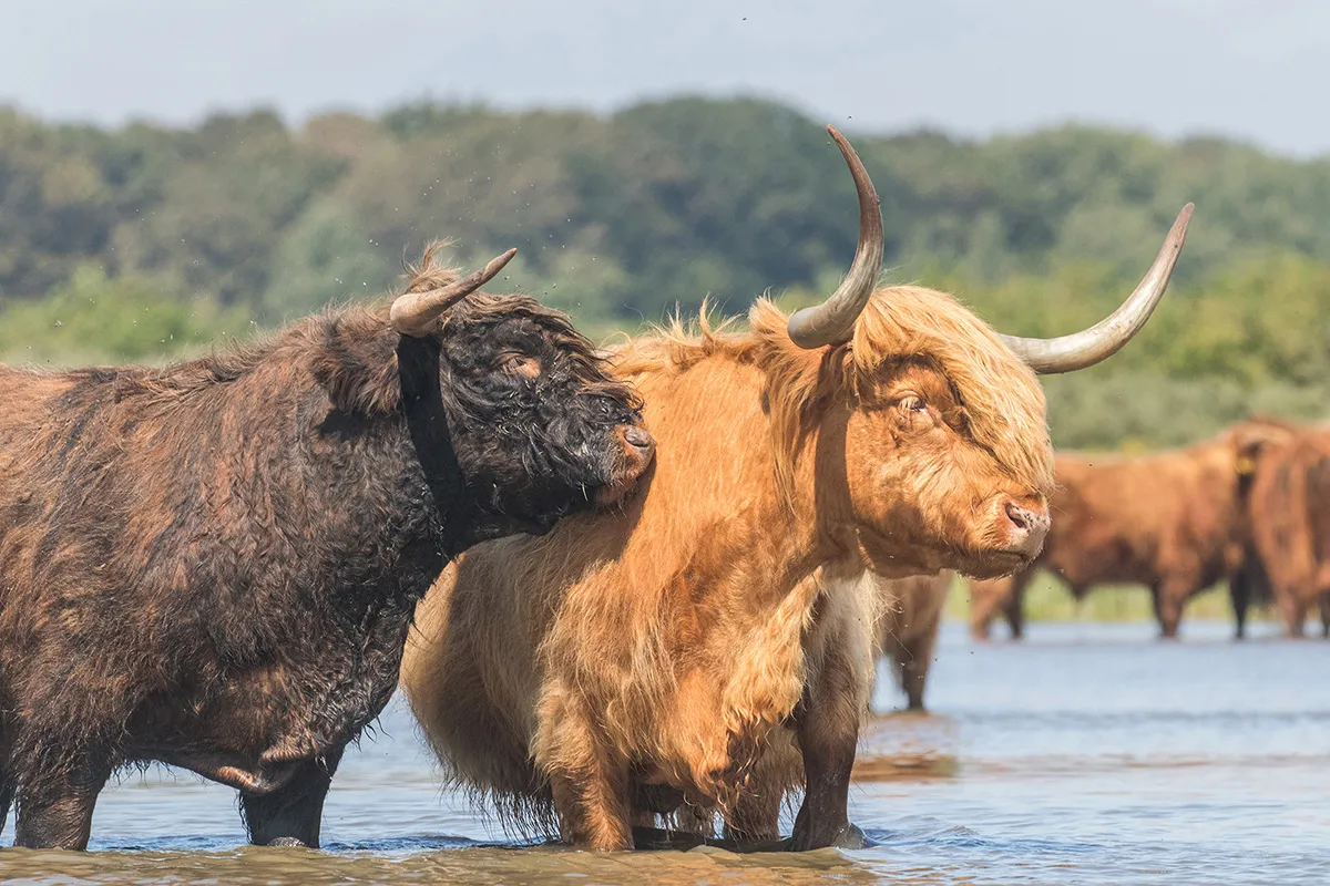 Anne Zwagers Nature Photography - AZ works