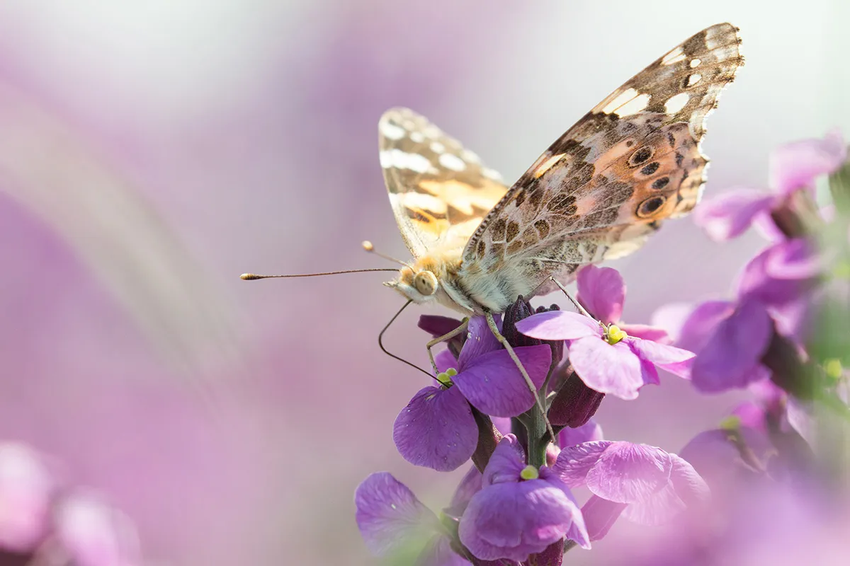 Anne Zwagers Nature Photography - AZ works